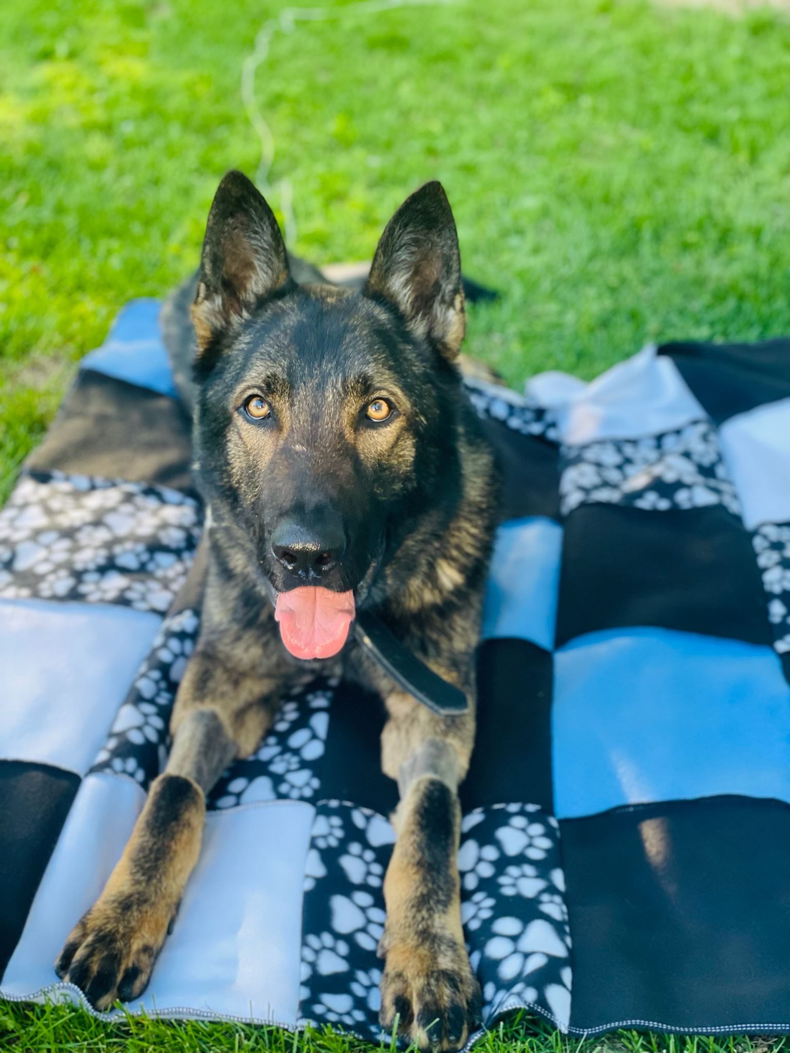 K9 Jax laying on his blanket.