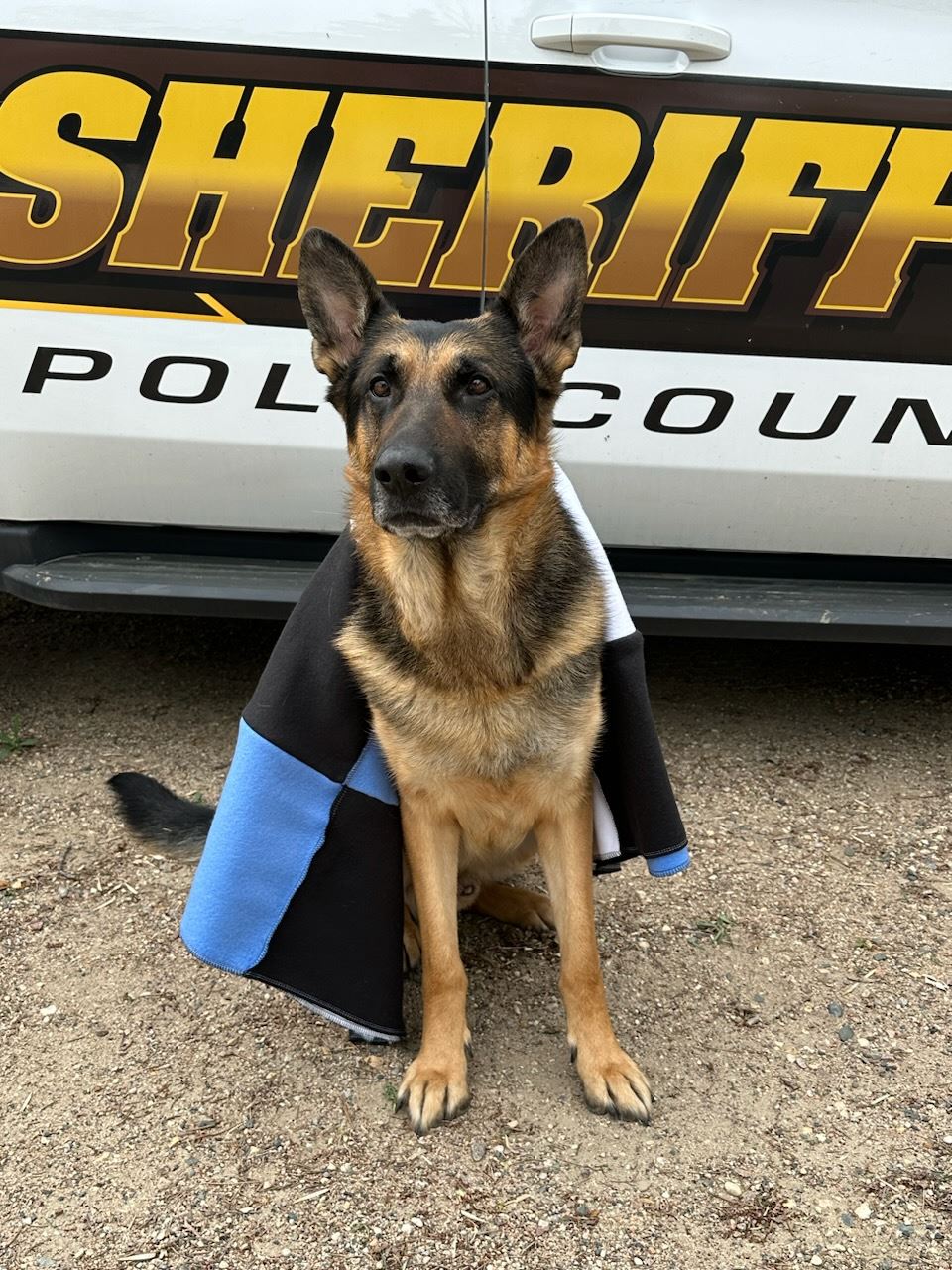 K9 Rex wrapped in a blanket.