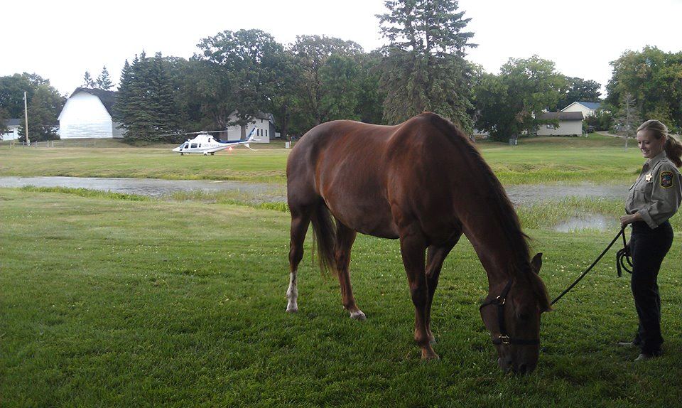 Female officer with brown horse