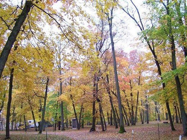 Cross Lake-Tilberg Park Trees